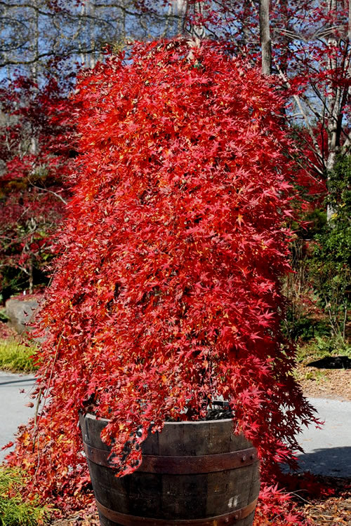  Ryusen Weeping Japanese Maple - 5 Gallon Pot (4-5')