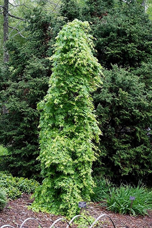  Ryusen Weeping Japanese Maple - 3 Gallon Pot