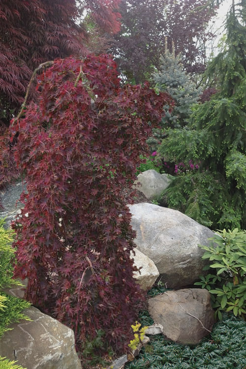  Ryusen Weeping Japanese Maple - 2 Gallon Pot