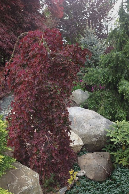  Ryusen Weeping Japanese Maple - 3 Gallon Pot
