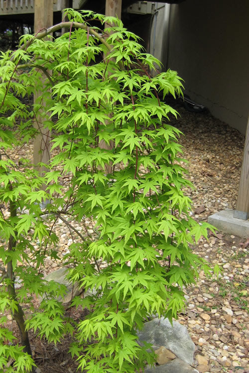  Ryusen Weeping Japanese Maple - 2 Gallon Pot