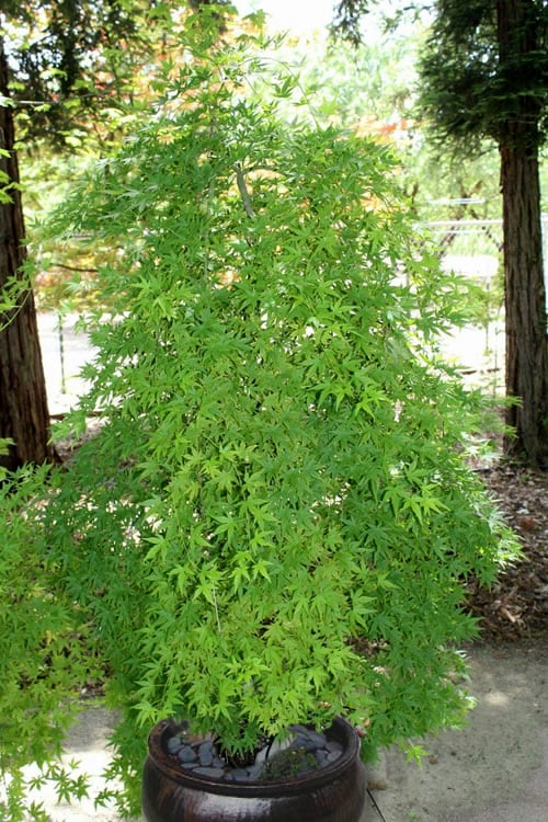  Ryusen Weeping Japanese Maple - 3 Gallon Pot