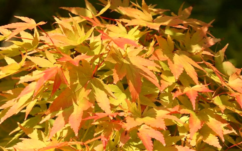  Sango Kaku Coral Bark Japanese Maple - 7 Gallon Pot (5-6)