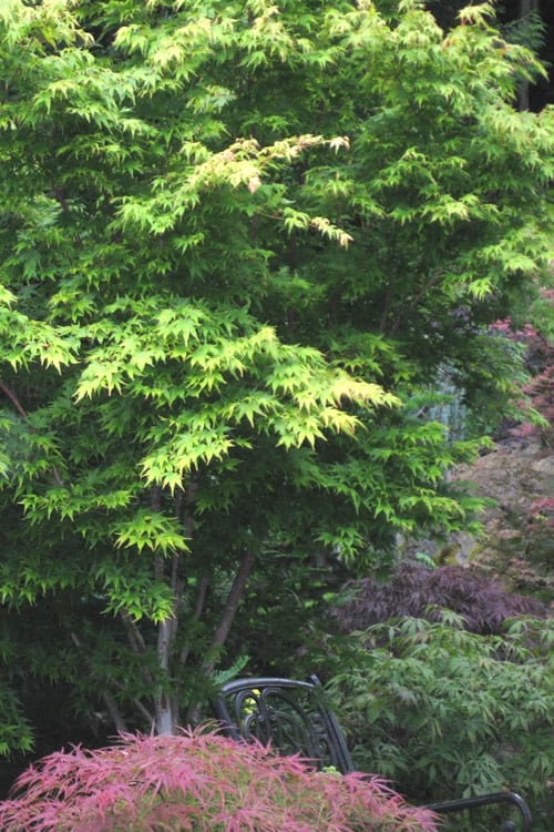  Sango Kaku Coral Bark Japanese Maple - 3 Gallon Pot