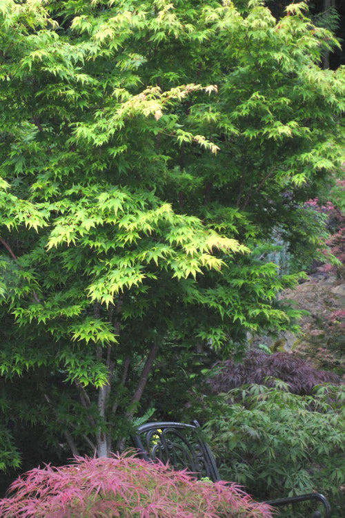  Sango Kaku Coral Bark Japanese Maple - 5 Gallon Pot (6-7')