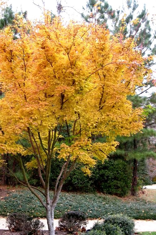  Sango Kaku Coral Bark Japanese Maple - 3 Gallon Pot (7-8')