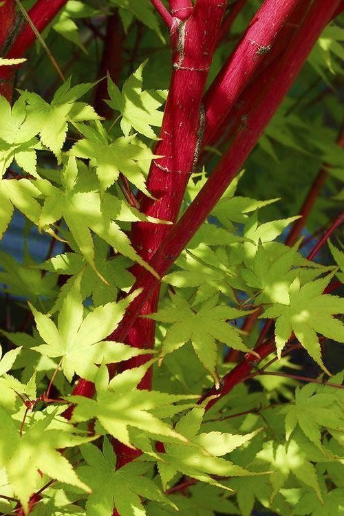  Sango Kaku Coral Bark Japanese Maple - 3 Gallon Pot (42-48")