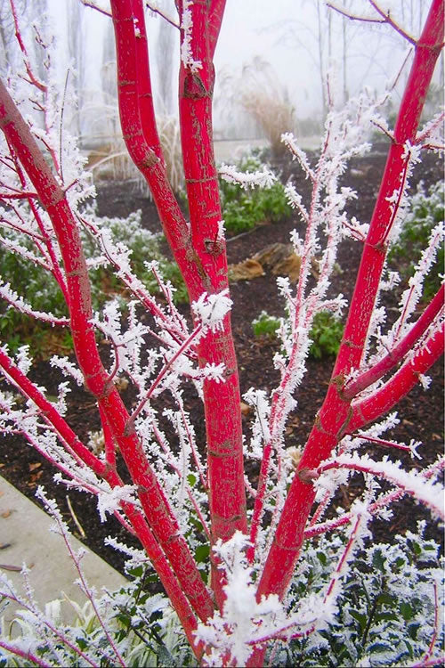  Sango Kaku Coral Bark Japanese Maple - 3 Gallon Pot (42-48")