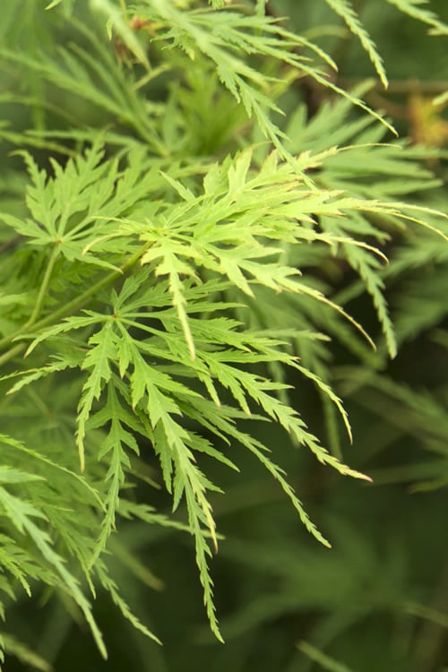  Seiryu Japanese Maple - 3 Gallon Pot