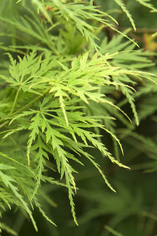  Seiryu Japanese Maple - 7 Gallon Pot (5-6')