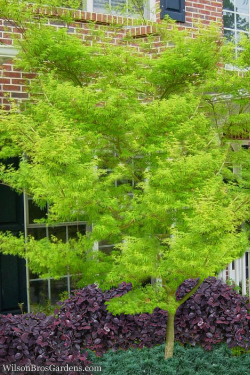  Seiryu Japanese Maple - 5 Gallon Pot (3.5-4')