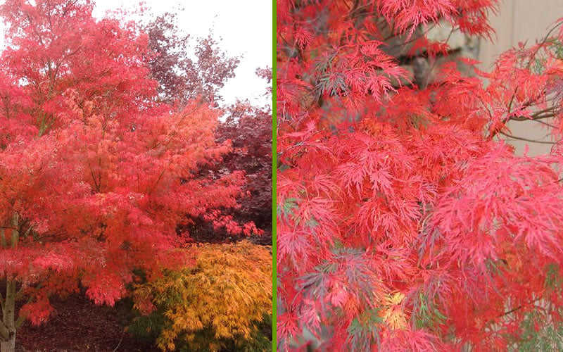  Seiryu Japanese Maple - 5 Gallon Pot (2.5-3.5')