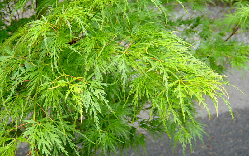  Seiryu Japanese Maple - 5 Gallon Pot (5-6')