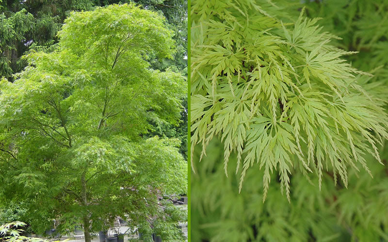  Seiryu Japanese Maple - 5 Gallon Pot (5-6')