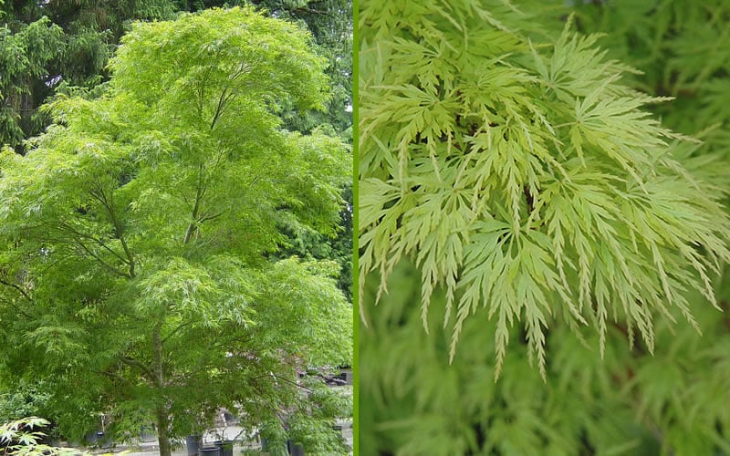  Seiryu Japanese Maple - 3 Gallon Pot