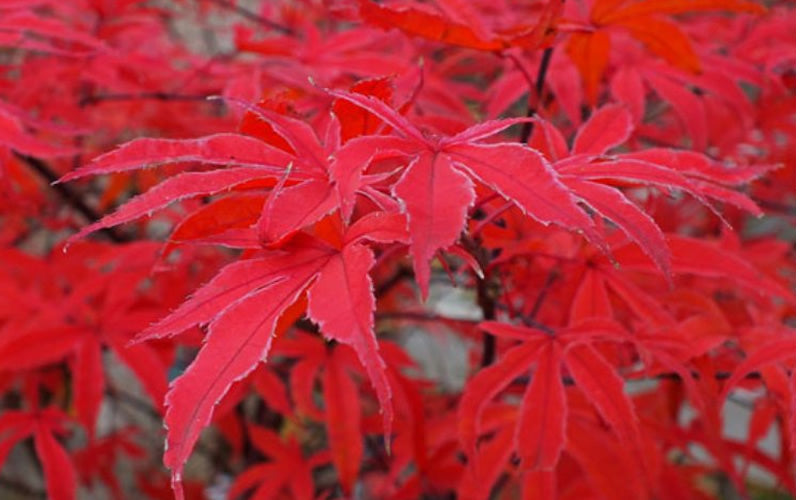  Shirazz Japanese Maple - 5 Gallon Pot (1-2')