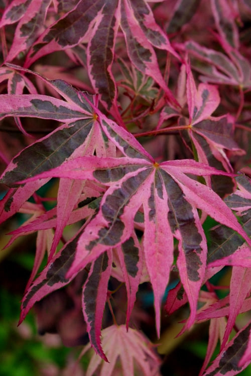  Shirazz Japanese Maple - 5 Gallon Pot (1-2')