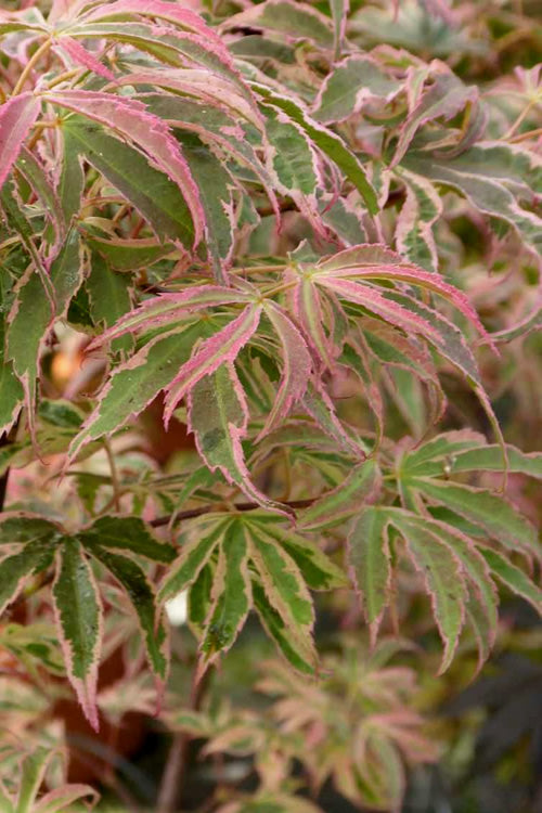  Shirazz Japanese Maple - 5 Gallon Pot (1-2')