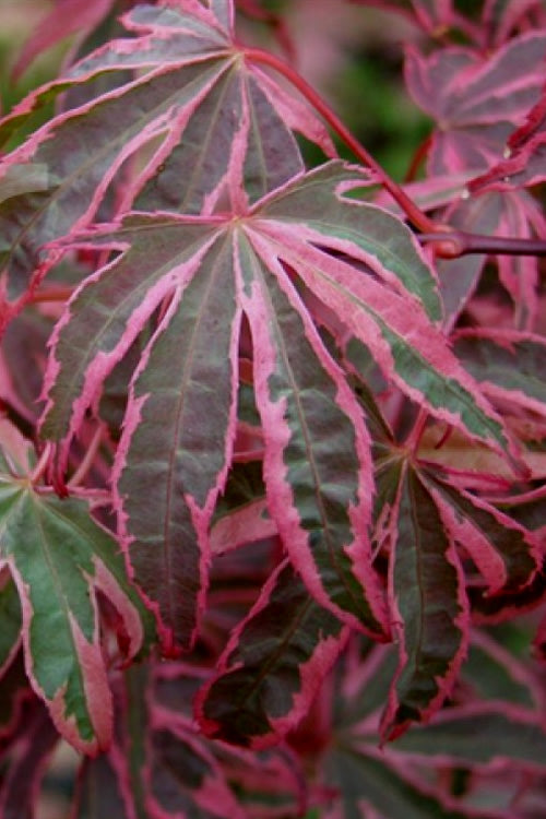  Shirazz Japanese Maple - 5 Gallon Pot (1-2')