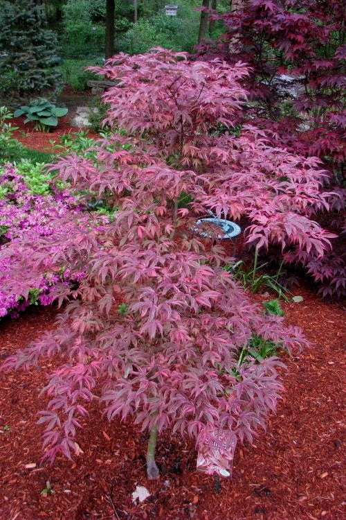  Shirazz Japanese Maple - 5 Gallon Pot (1-2')