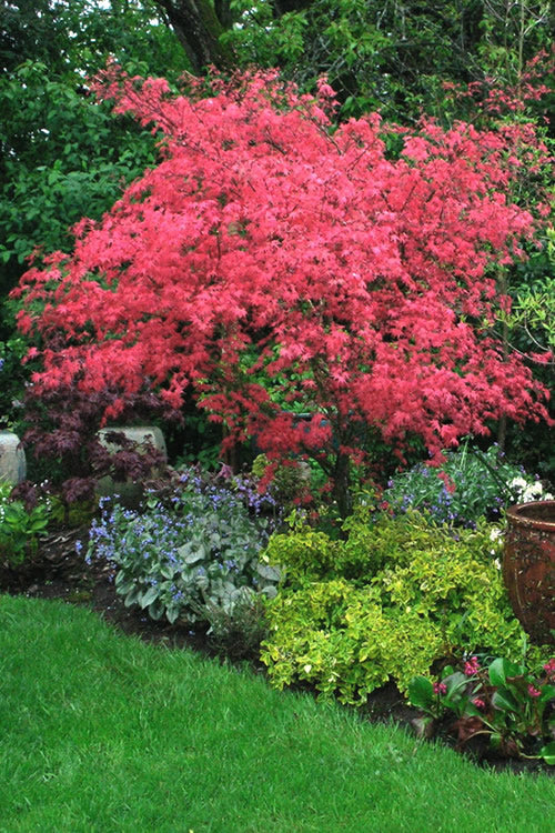  Shishio Improved Upright Japanese Maple - 2 Gallon Pot