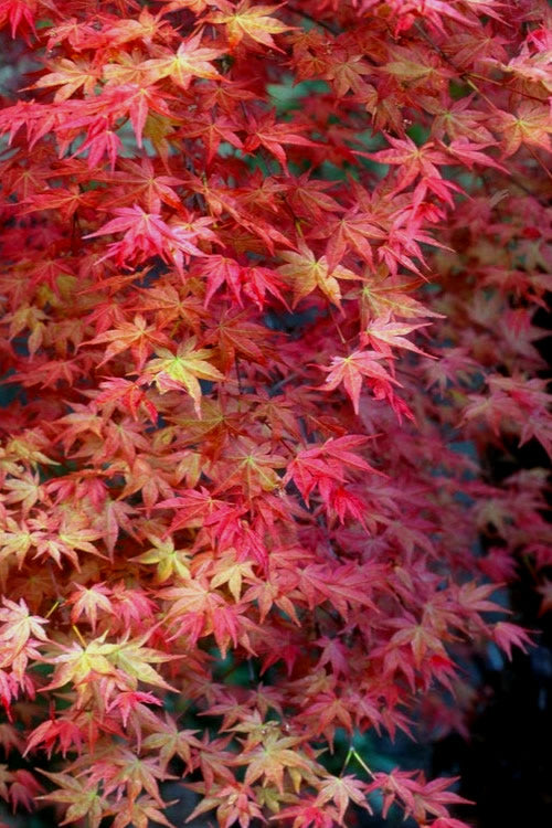  Shishio Improved Upright Japanese Maple - 2 Gallon Pot