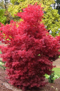  Skeeter's Broom Japanese Maple - 5 Gallon Pot (3.5-4')