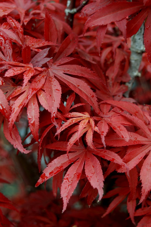  Skeeter's Broom Japanese Maple - 5 Gallon Pot (4-5')