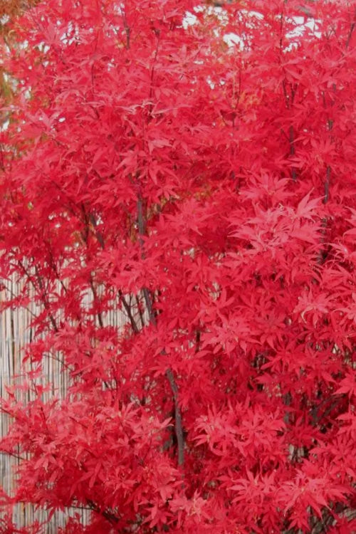  Skeeter's Broom Japanese Maple - 5 Gallon Pot (3.5-4')