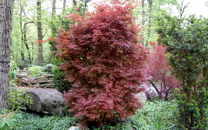  Skeeter's Broom Japanese Maple - 1 Gallon Pot