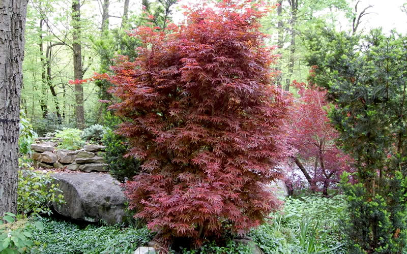  Skeeter's Broom Japanese Maple - 1 Gallon Pot