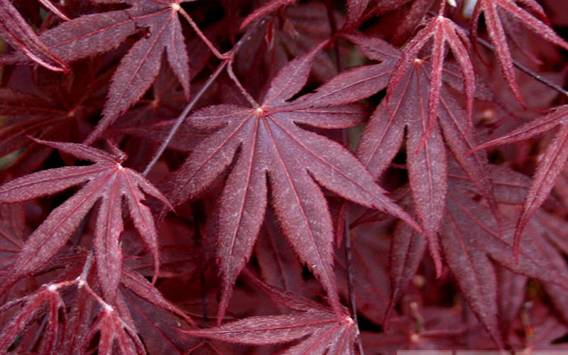  Bloodgood Red Leaf Japanese Maple - 2 Gallon Pot