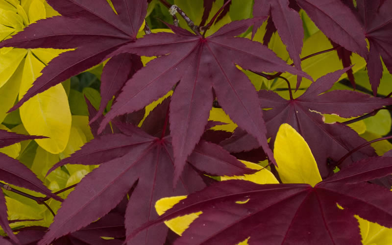  Bloodgood Red Leaf Japanese Maple - 2 Gallon Pot