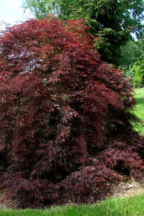  Tamukeyama Dwarf Red Japanese Maple - 1 Gallon Pot - High Grafted Tree Form 
