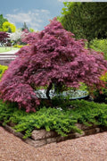  Tamukeyama Dwarf Red Japanese Maple - 3 Gallon Pot