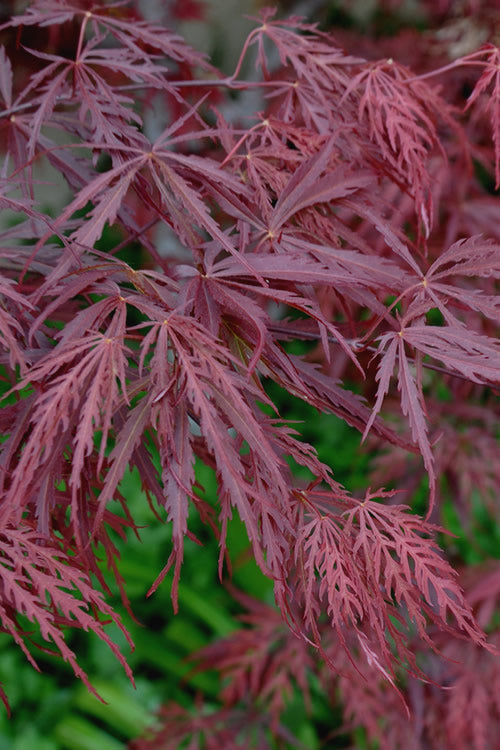  Tamukeyama Dwarf Red Japanese Maple - 5 Gallon Pot (3.5-4')