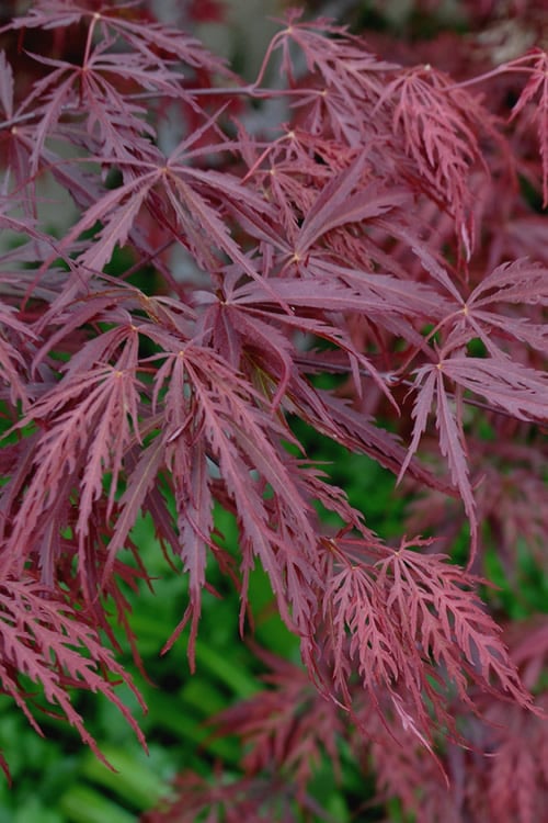  Tamukeyama Dwarf Red Japanese Maple - 2 Gallon Pot