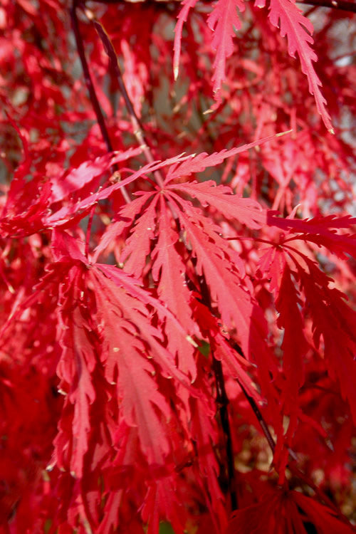  Tamukeyama Dwarf Red Japanese Maple - 7 Gallon Pot