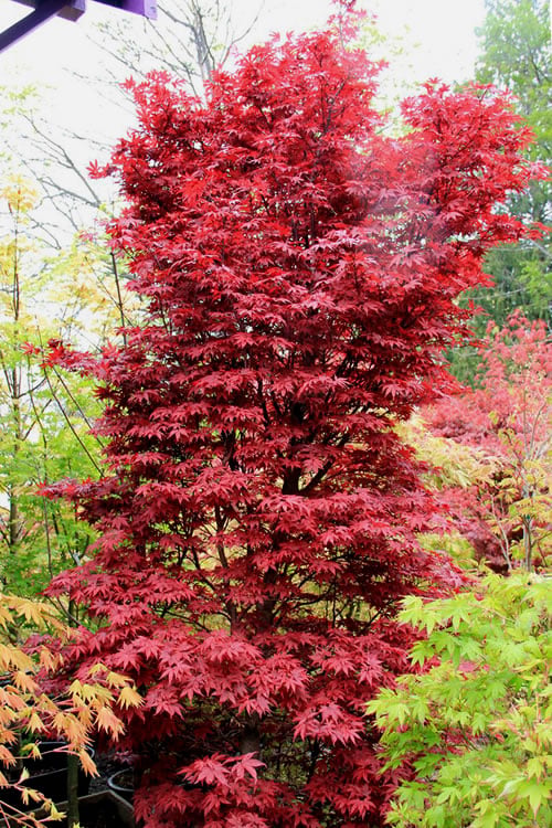  Twombly's Red Sentinel Japanese Maple - 5 Gallon Pot (4-5')