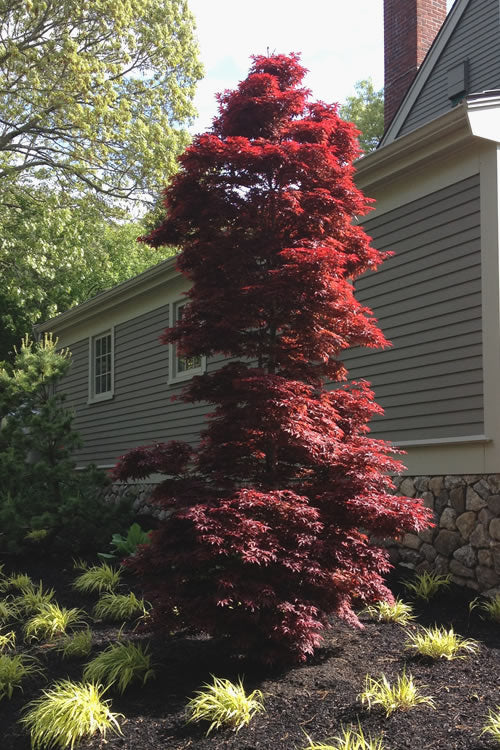  Twombly's Red Sentinel Japanese Maple - 1 Gallon Pot (3-4')
