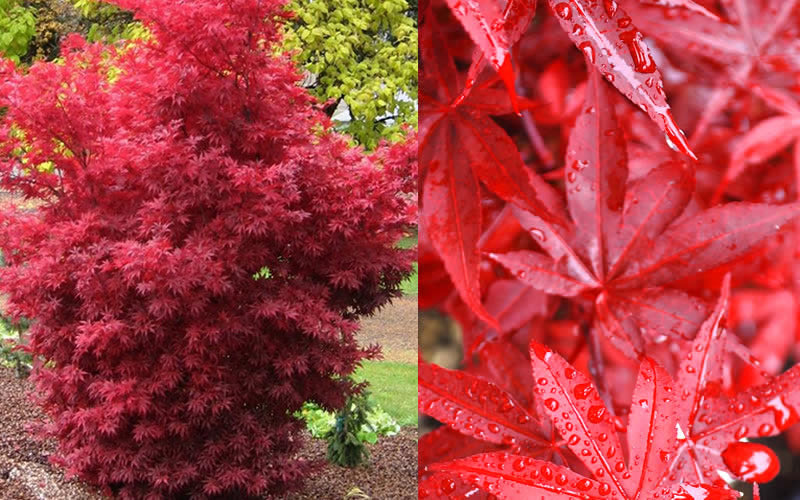  Twombly's Red Sentinel Japanese Maple - 3 Gallon Pot (4-5')