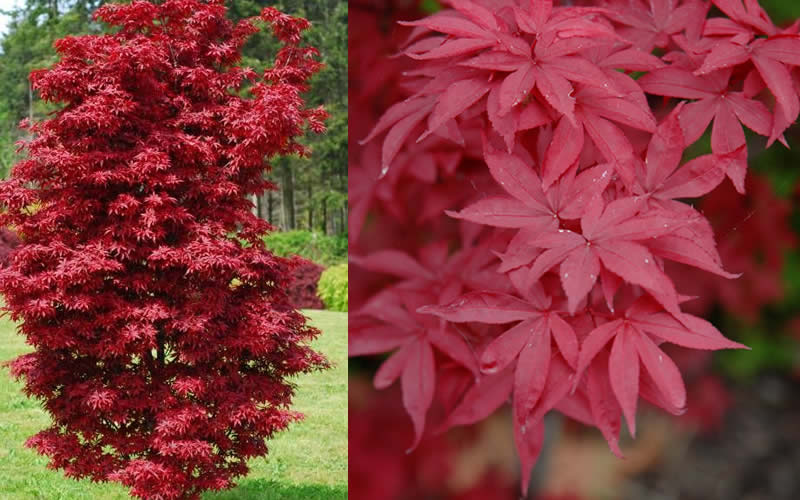  Twombly's Red Sentinel Japanese Maple - 3 Gallon Pot (4-5')
