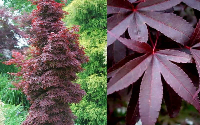  Twombly's Red Sentinel Japanese Maple - 5 Gallon Pot (4-5')