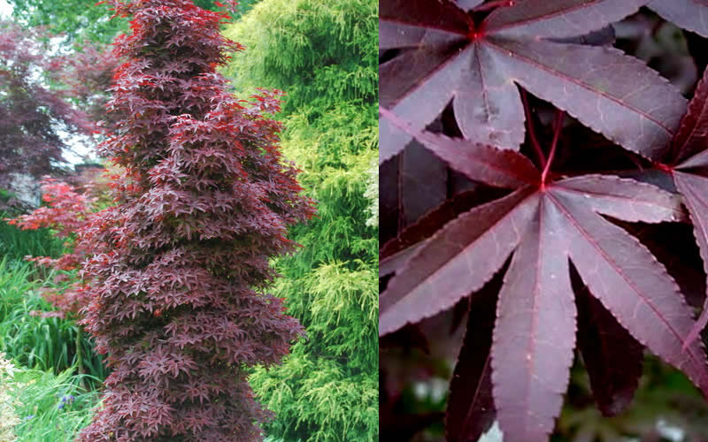  Twombly's Red Sentinel Japanese Maple - 1 Gallon Pot (28-32")