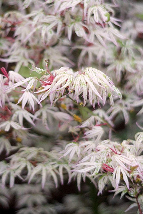  Ukigumo Floating Cloud Ghost Japanese Maple - 1 Gallon Pot