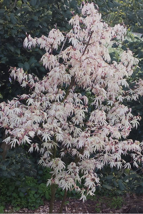  Ukigumo Floating Cloud Ghost Japanese Maple - 1 Gallon Pot