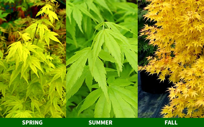  Ukon Japanese Maple (Aoyagi) - 3 Gallon Pot