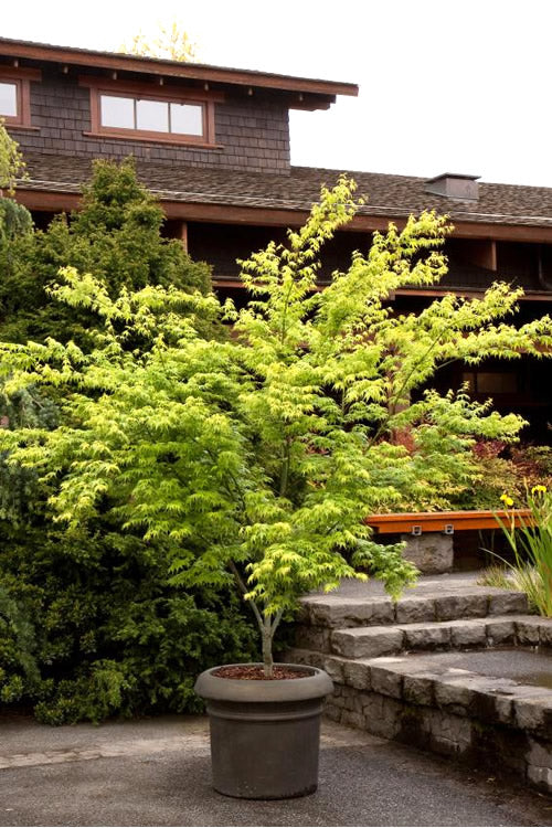  Ukon Japanese Maple (Aoyagi) - 3 Gallon Pot