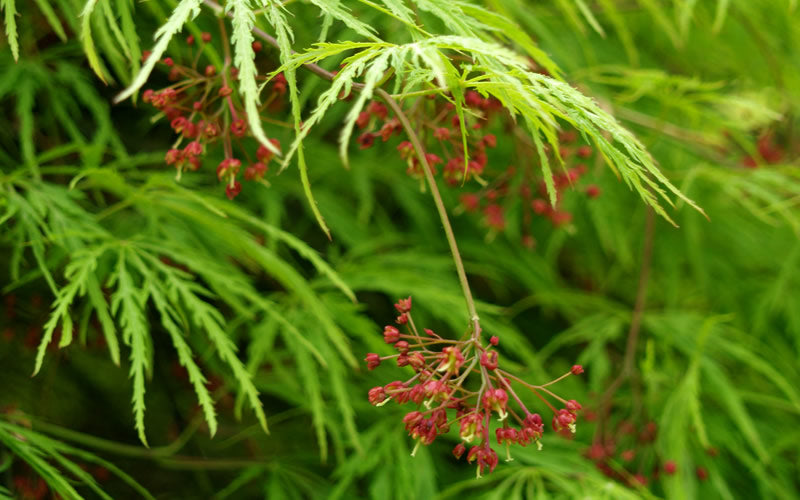  Viridis Dwarf Green Japanese Maple - 1 Gallon Pot