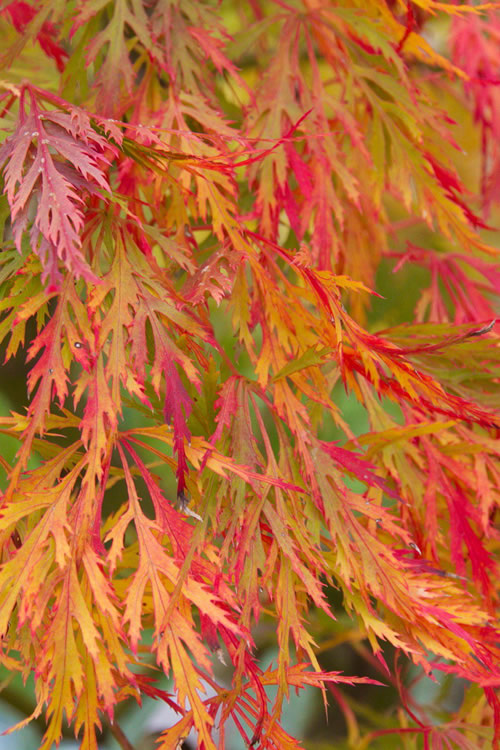  Viridis Dwarf Green Japanese Maple - 7 Gallon Pot